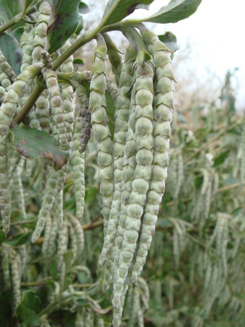 Garrya elliptica fleur P1B P5